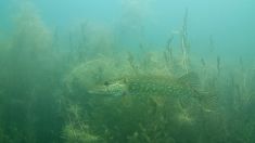 2408706