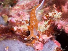 1752188