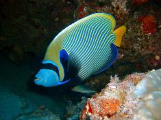 45845