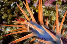 846262