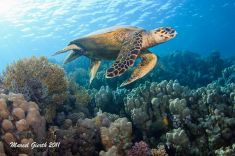 310499
