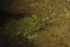 631547