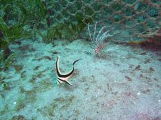 1667976
