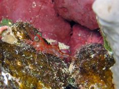 228466
